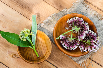 Asclepias, milkweeds, coma, Asclepias syriaca, common milkweed, silkweed and Virginia silkweed in wooden environmental plate on table. Collecting herbs during flowering in summer. Top view