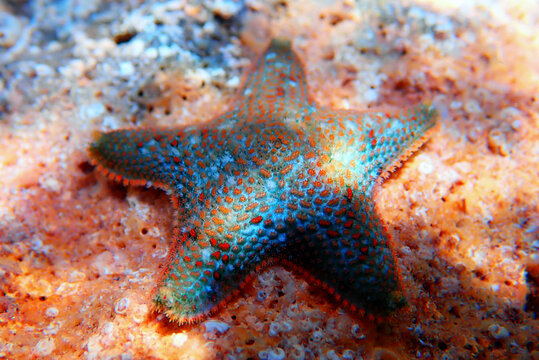 Starlet cushion starfish - Asterina gibbosa