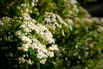 white flowers with yellow stamen, perspective