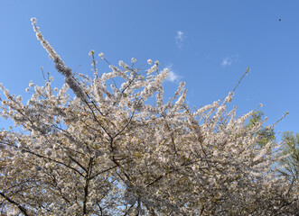 Close up of Cherry Blossoms in Early Spring, Washington, DC