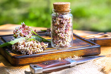 Virginia silkweed Collected flowers in transparent bottle with a cortical cork. And fresh inflorescences butterfly flower, silkweed, silky swallow-wort, Asclepias in wooden dish on table.