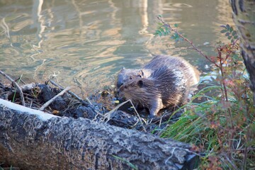 Beavers building a dam in a stream © Sean