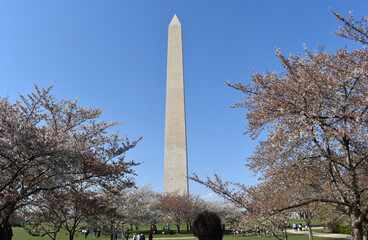 Washington Monument framed by Cherry Blossoms, Washington, DC