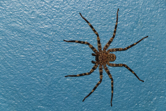 Wall Crab Spider Flat On Painted Surface (Selenops radiatus), Pretoria, South Africa