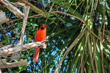 Red male cardinal perched in a palm tree.