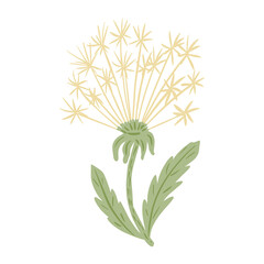 White flower dandelion isolated on white background. Beautiful hand drawn botanical sketches for any purpose.