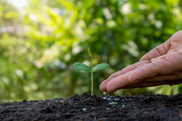 Hands are watering the sapling growing on fertile soil.