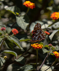 butterfly on flower