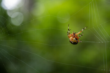 Underside of Halloween Spider Building Web