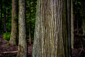 Naklejka premium Veins of Tree Bark in Montana Forest