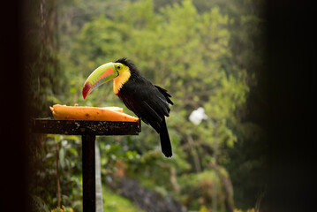 toucan bird perched waiting to eat papaya, tucan, tucán, pájaro tucan, tucan bird