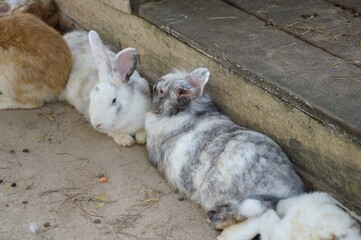 cute rabbit on cement floor