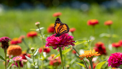 Monarch butterfly (Danaus plexippus) on bright flower in a garden with a blurred green background