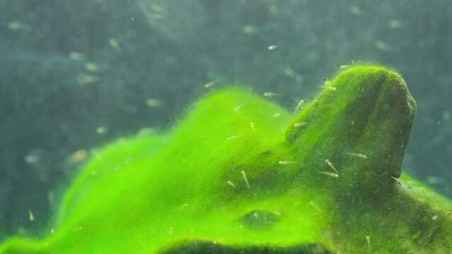 泳ぎだした産まれたばかりの金魚の稚魚