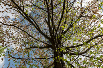 Spring awakening of a large tree