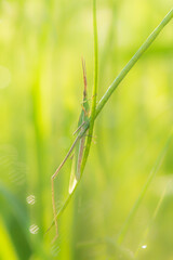 green grasshopper standing on a leaf close-up