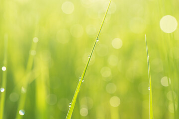 Obraz premium Green grass with dewdrop from a field