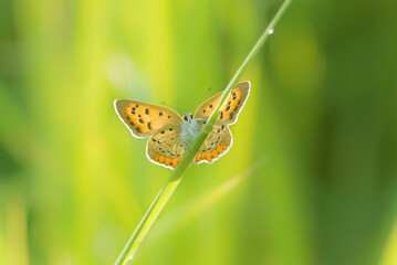a yellow butterfly standing on a leaf close-up