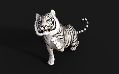 White Tiger Albino Isolated on Dark Background with Clipping Path. 3d Illustration.
