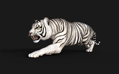 White Tiger Albino Isolated on Dark Background with Clipping Path. 3d Illustration.