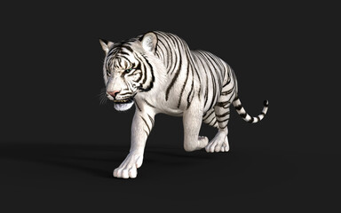 White Tiger Albino Isolated on Dark Background with Clipping Path. 3d Illustration.