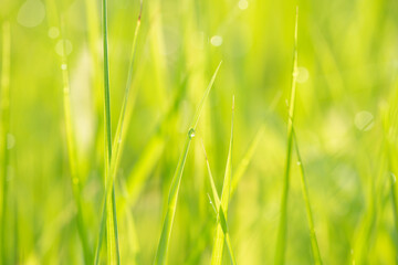 Green grass with dewdrop from a field