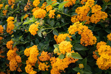yellow flowers