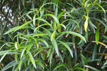 green grass in the garden