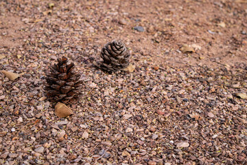 pine cone on the sand