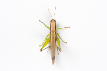 the green migratory locust isolated on white background