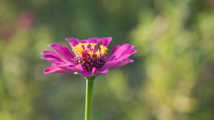 close up of pink zinnia flower show nature concept and background