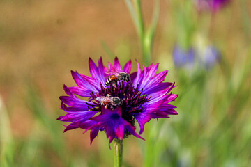 Obraz premium bee on a purple cornflower