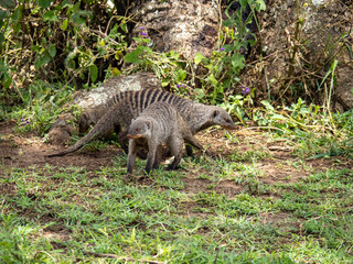 Serengeti National Park, Tanzania, Africa - February 29, 2020: Banded mongoose on grass