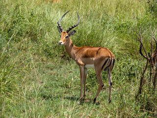 Serengeti National Park, Tanzania, Africa - February 29, 2020: Impalas eating grass on safari