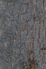 bark of a spruce tree