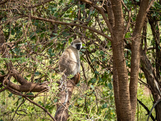Serengeti National Park, Tanzania, Africa - February 29, 2020: Vervet Monkey climbing in tree