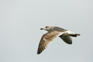 Obraz premium Vladivostok sea gulls. Sea pacific gull flies against the blue sky in the sea city.
