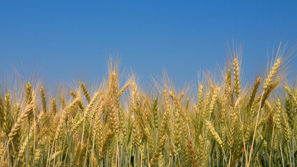 Barley Field in period harvest on background cloudy sky. Barley field detail.