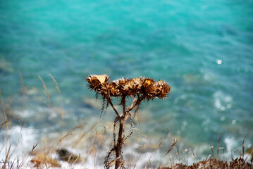 yellow and black flower with sea in background. Lampedusa, summer 2009.