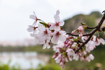 Blooming cherry branch at park , Shikoku, Japan	