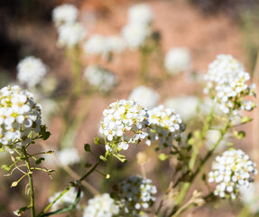 Mountain pepperweed blooming in Arches National Park - Moab, Utah, USA