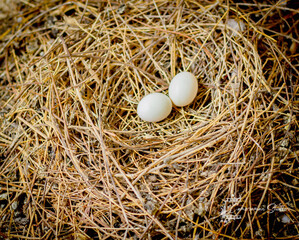 two eggs in bird's nest over Easter holiday background with Easter eggs concept.