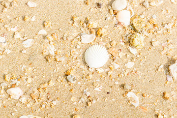 Sea shells on sand. Summer beach background. Top view
