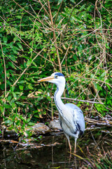 great blue heron