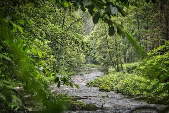 A small river in the bavarian forest