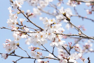 七分咲きの桜と青空/Cherry blossoms are not in full bloom under the blue sky