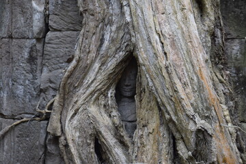 Cambodian Temple - Statue Peering out of Tree