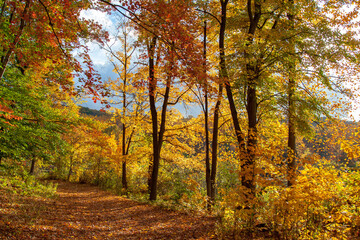 Path Through the Fall Woods