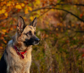 German Shepherd Against a Leafy Fall Background