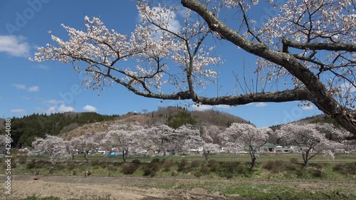 夏井川の千本桜 福島県 小野町 Wall Mural Wallpaper Murals Tk01 夏井川の千本桜 福島県 小野町 Wall Mural Wallpaper Murals Tk01
